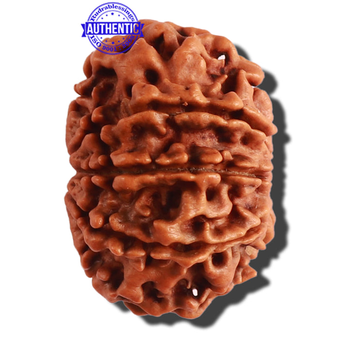 9 Mukhi Nepalese Rudraksha - Bead No. 308