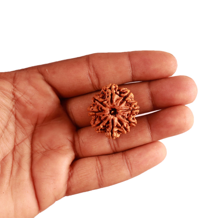 9 Mukhi Nepalese Rudraksha - Bead No. 311