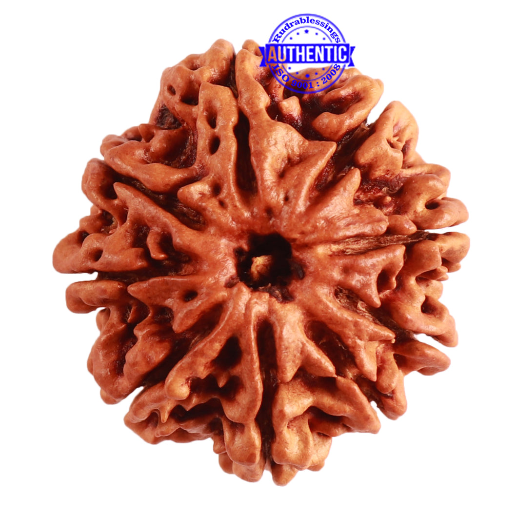 9 Mukhi Nepalese Rudraksha - Bead No. 311