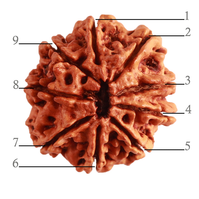 9 Mukhi Nepalese Rudraksha - Bead No. 311