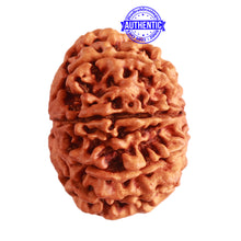 Load image into Gallery viewer, 9 Mukhi Nepalese Rudraksha - Bead No. 311
