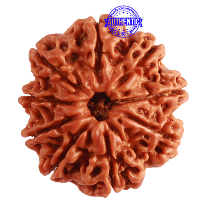 9 Mukhi Nepalese Rudraksha - Bead No. 312