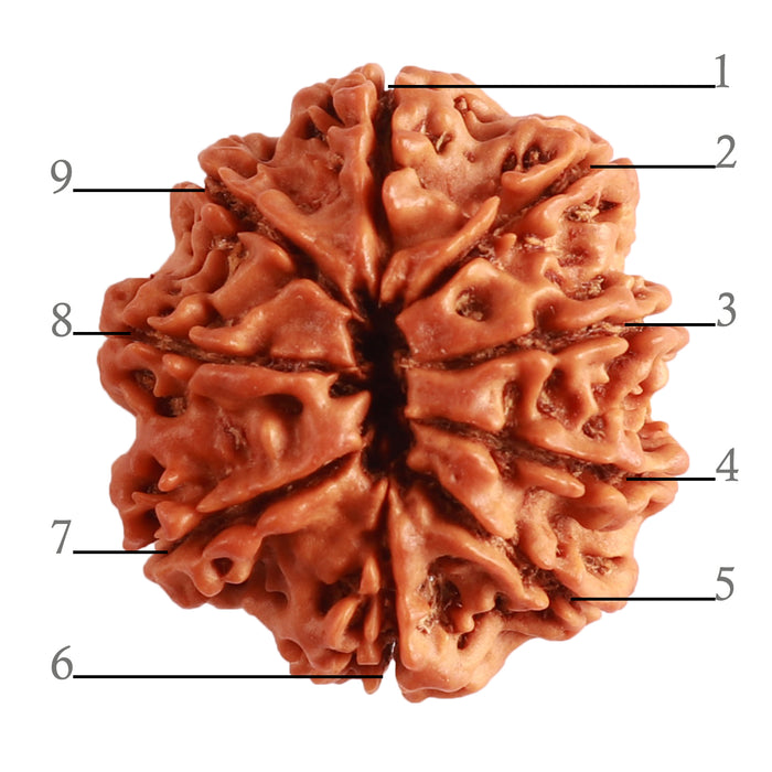 9 Mukhi Nepalese Rudraksha - Bead No. 312