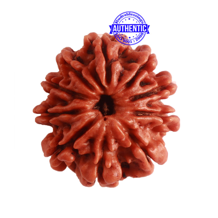 9 Mukhi Nepalese Rudraksha - Bead No. 314