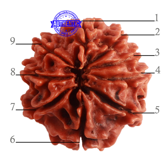 9 Mukhi Nepalese Rudraksha - Bead No. 314