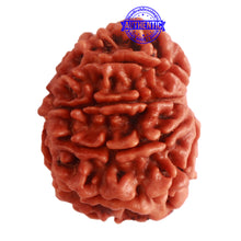 Load image into Gallery viewer, 9 Mukhi Nepalese Rudraksha - Bead No. 314
