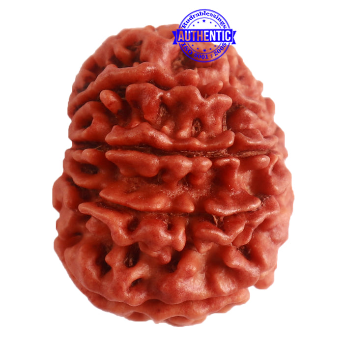 9 Mukhi Nepalese Rudraksha - Bead No. 314