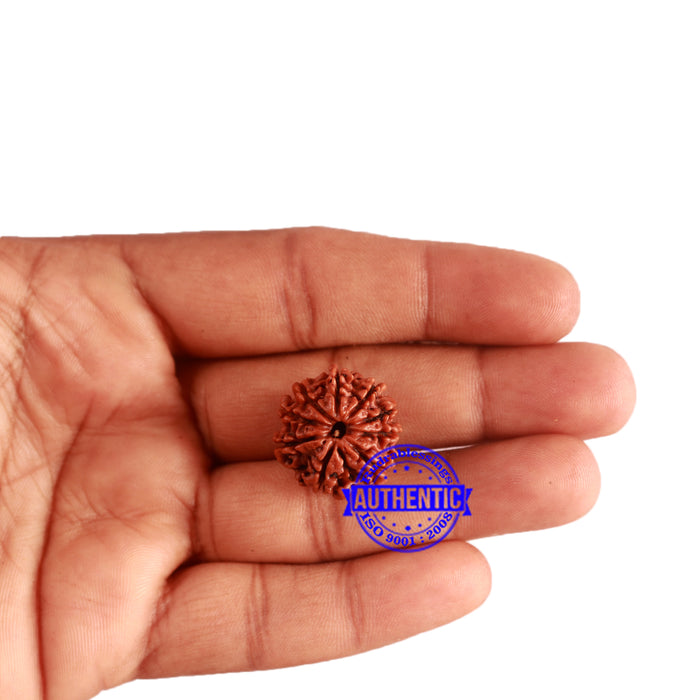 9 Mukhi Nepalese Rudraksha - Bead No. 315