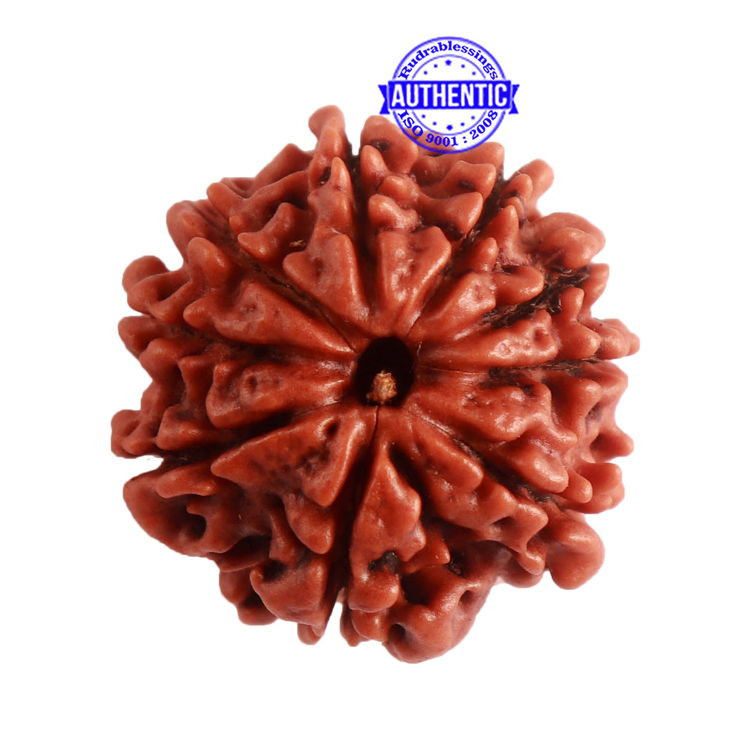 9 Mukhi Nepalese Rudraksha - Bead No. 315