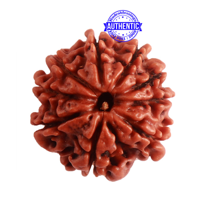 9 Mukhi Nepalese Rudraksha - Bead No. 315