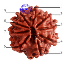 Load image into Gallery viewer, 9 Mukhi Nepalese Rudraksha - Bead No. 315
