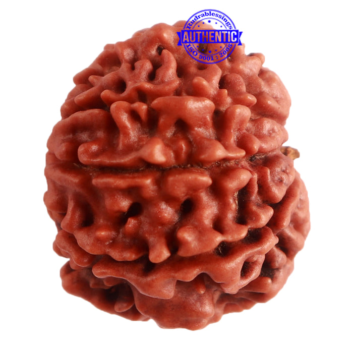 9 Mukhi Nepalese Rudraksha - Bead No. 315