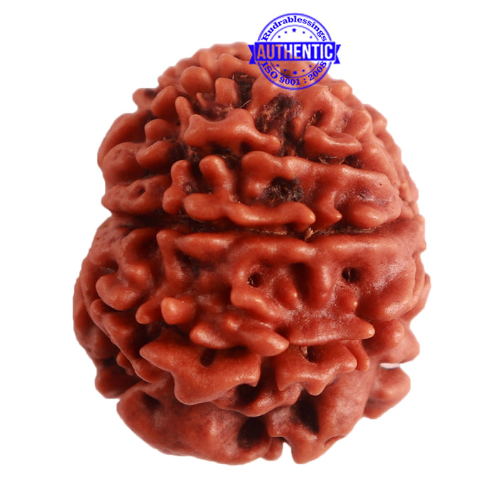 9 Mukhi Nepalese Rudraksha - Bead No. 315