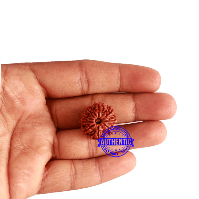 9 Mukhi Nepalese Rudraksha - Bead No. 316
