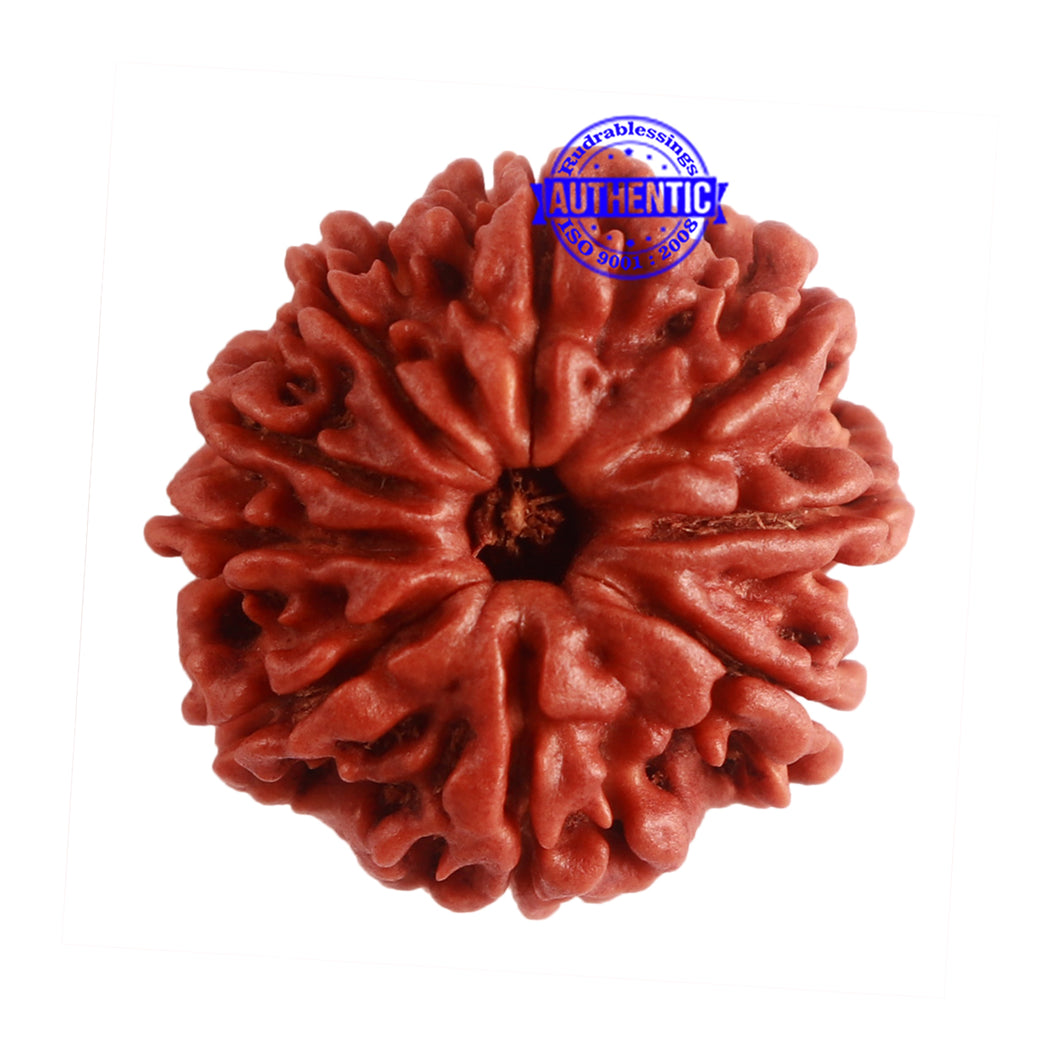 9 Mukhi Nepalese Rudraksha - Bead No. 316