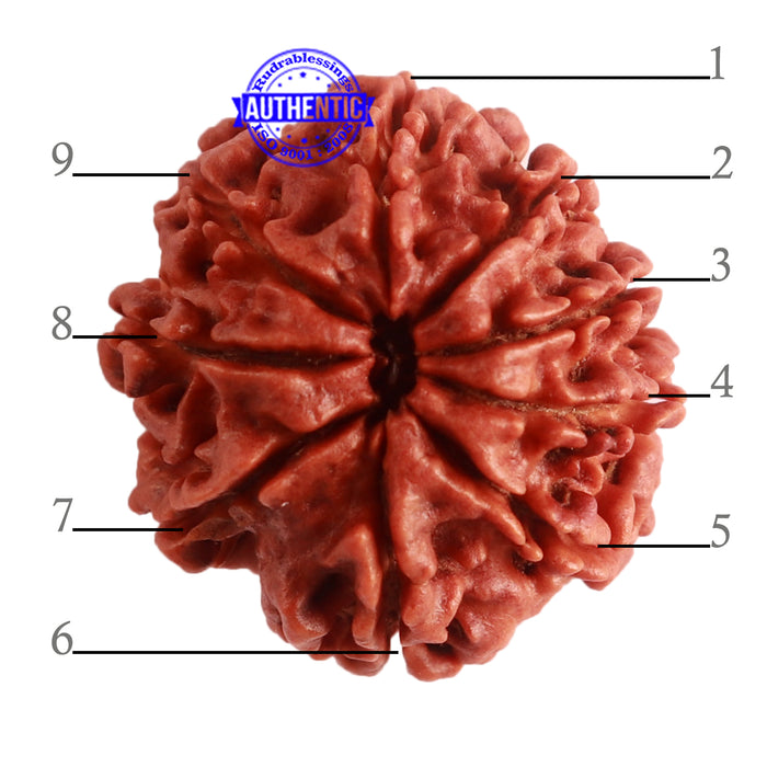 9 Mukhi Nepalese Rudraksha - Bead No. 316