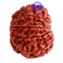 Load image into Gallery viewer, 9 Mukhi Nepalese Rudraksha - Bead No. 316

