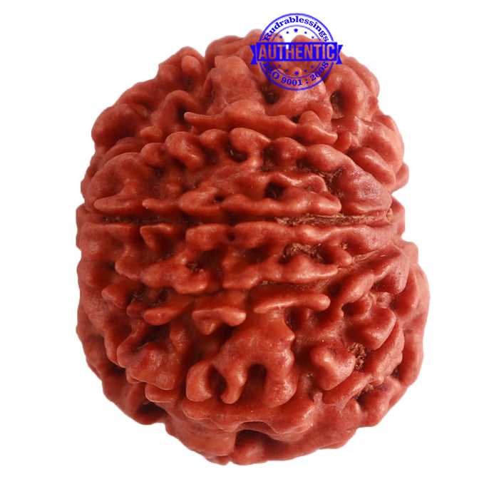 9 Mukhi Nepalese Rudraksha - Bead No. 316