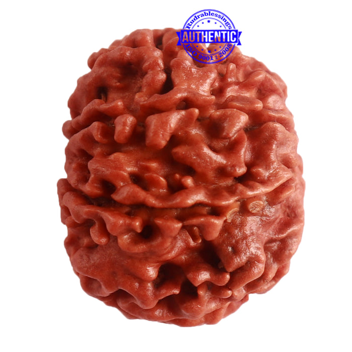 9 Mukhi Nepalese Rudraksha - Bead No. 316