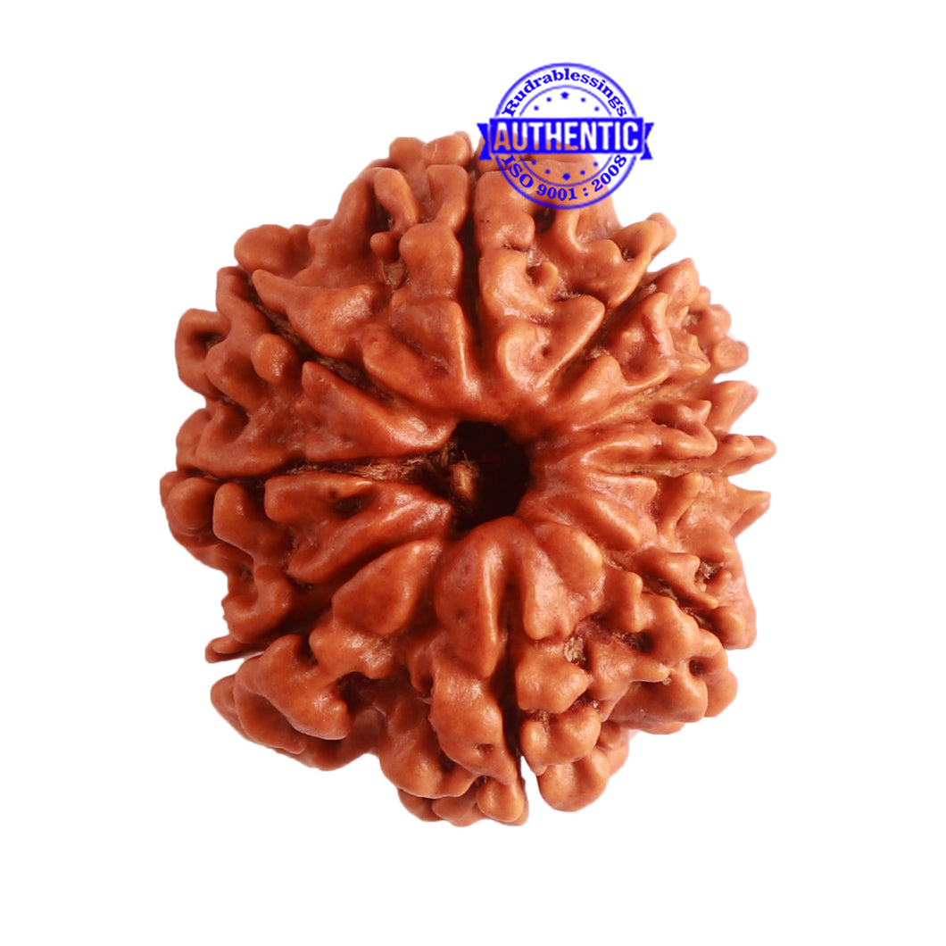 9 Mukhi Nepalese Rudraksha - Bead No. 317