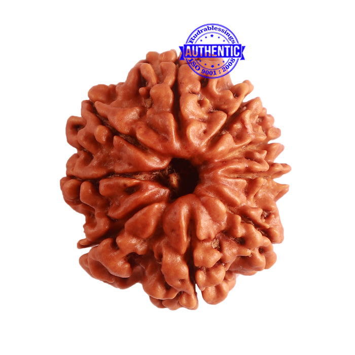9 Mukhi Nepalese Rudraksha - Bead No. 317