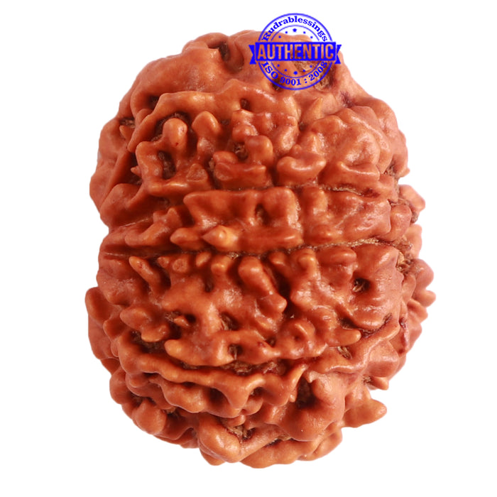 9 Mukhi Nepalese Rudraksha - Bead No. 317