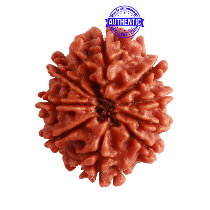 9 Mukhi Nepalese Rudraksha - Bead No. 318