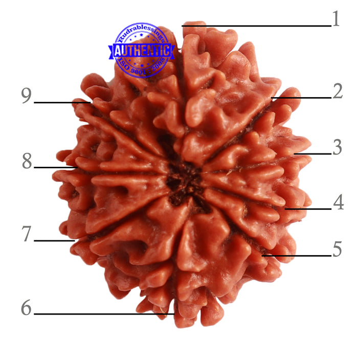 9 Mukhi Nepalese Rudraksha - Bead No. 318