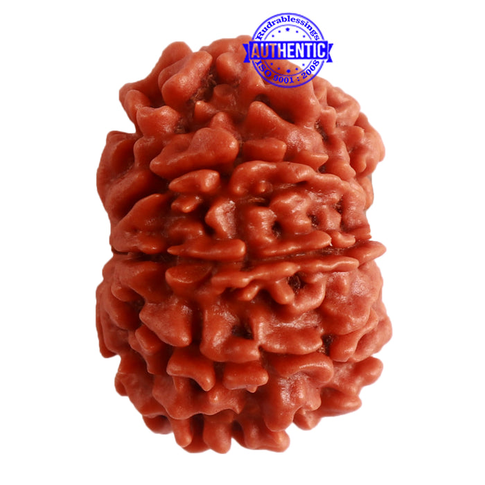 9 Mukhi Nepalese Rudraksha - Bead No. 318