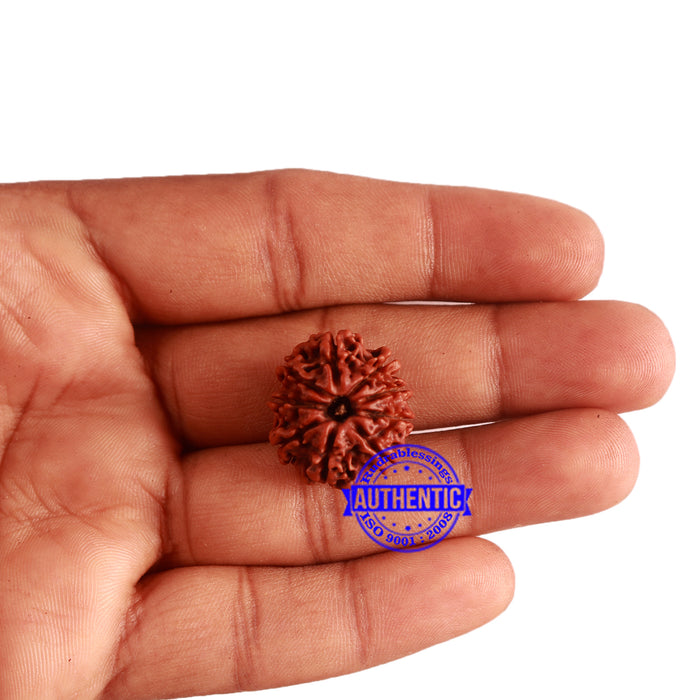 9 Mukhi Nepalese Rudraksha - Bead No. 319