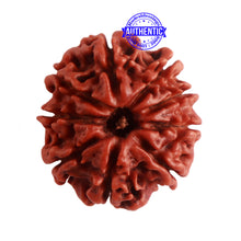 Load image into Gallery viewer, 9 Mukhi Nepalese Rudraksha - Bead No. 319
