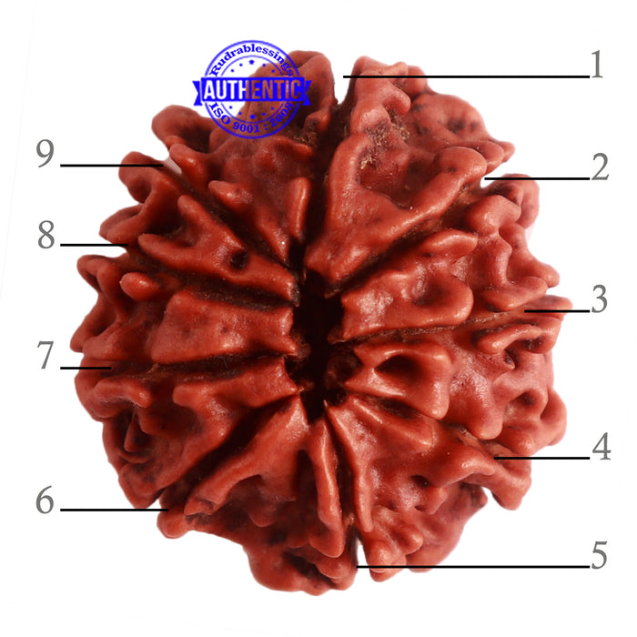 9 Mukhi Nepalese Rudraksha - Bead No. 319