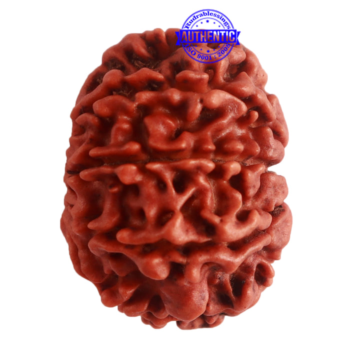 9 Mukhi Nepalese Rudraksha - Bead No. 319