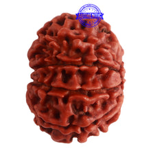 Load image into Gallery viewer, 9 Mukhi Nepalese Rudraksha - Bead No. 319
