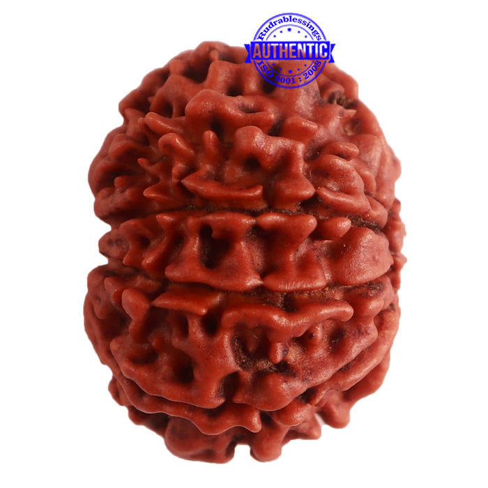 9 Mukhi Nepalese Rudraksha - Bead No. 319