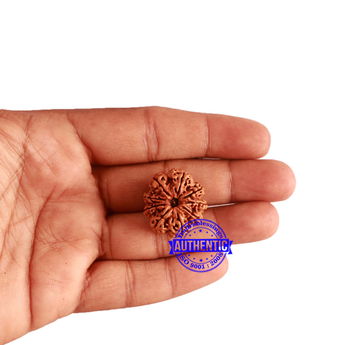 9 Mukhi Nepalese Rudraksha - Bead No. 320