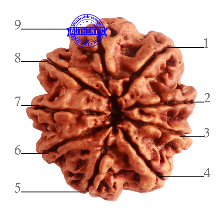 9 Mukhi Nepalese Rudraksha - Bead No. 320