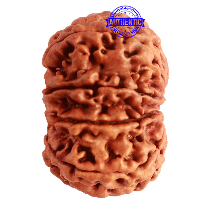 9 Mukhi Nepalese Rudraksha - Bead No. 320