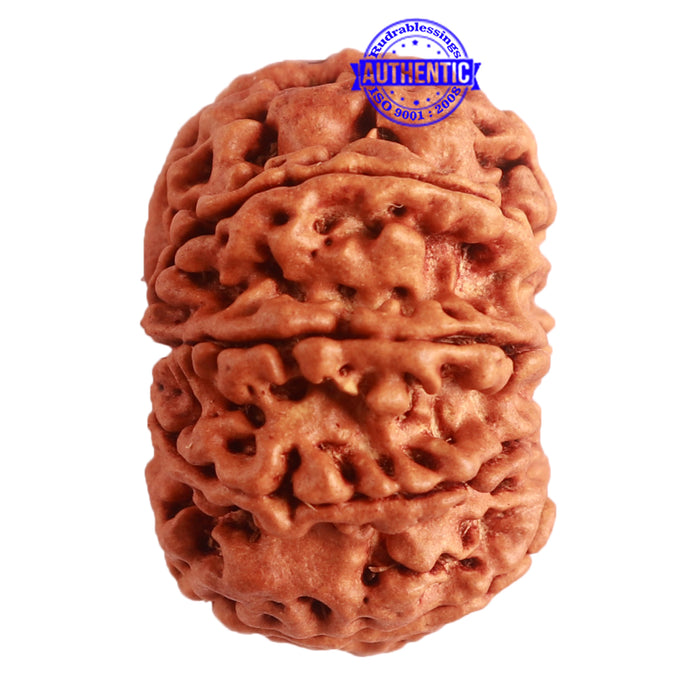 9 Mukhi Nepalese Rudraksha - Bead No. 320