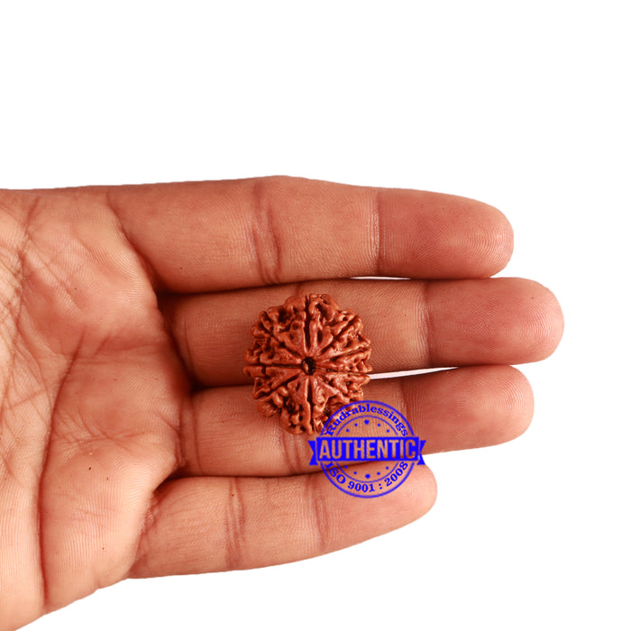 9 Mukhi Nepalese Rudraksha - Bead No. 321