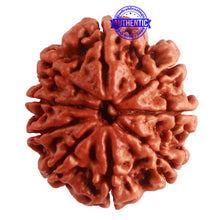 Load image into Gallery viewer, 9 Mukhi Nepalese Rudraksha - Bead No. 321
