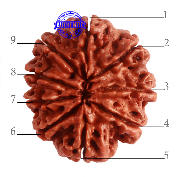 9 Mukhi Nepalese Rudraksha - Bead No. 321