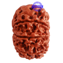 Load image into Gallery viewer, 9 Mukhi Nepalese Rudraksha - Bead No. 321
