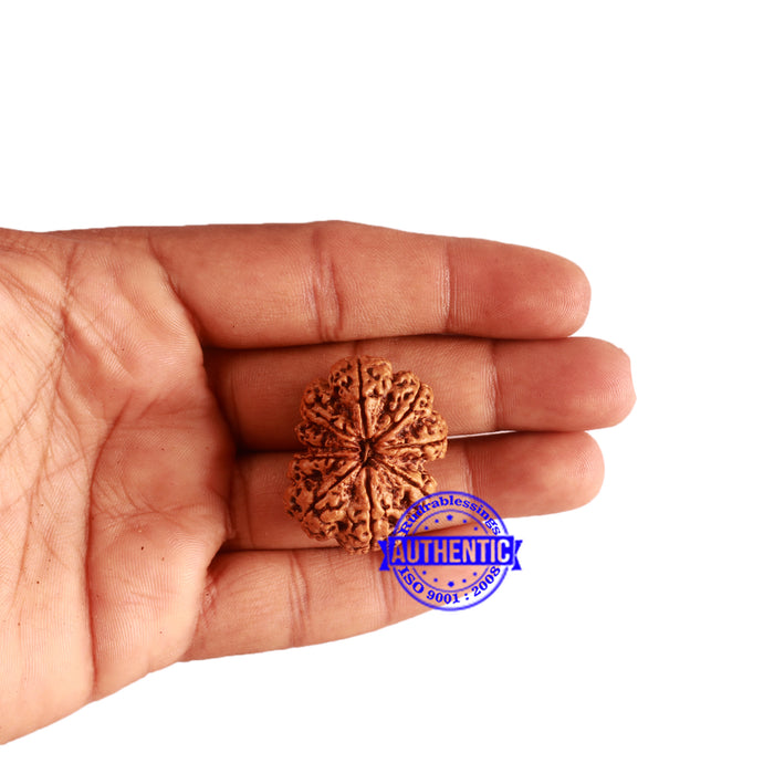 9 Mukhi Nepalese rudraksha - Bead No. 324