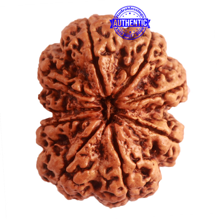 9 Mukhi Nepalese rudraksha - Bead No. 324