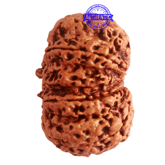 9 Mukhi Nepalese rudraksha - Bead No. 324