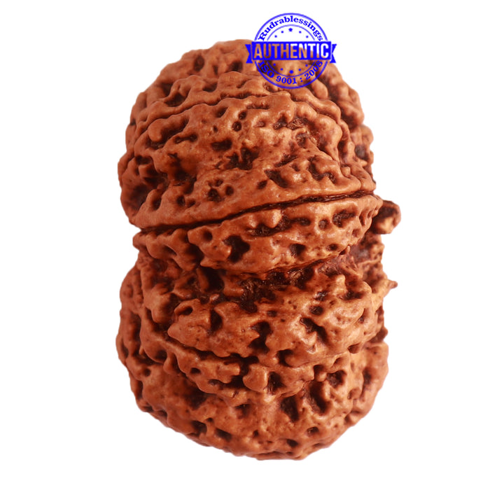 9 Mukhi Nepalese rudraksha - Bead No. 324
