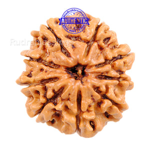 9 Mukhi Nepalese Rudraksha - Bead No. 47