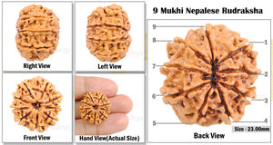 9 Mukhi Nepalese Rudraksha - Bead No. 47