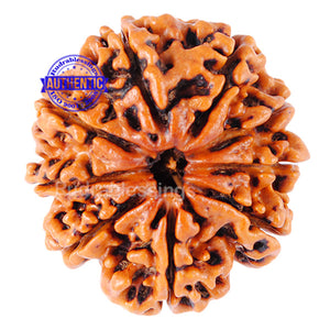 9 Mukhi Nepalese Rudraksha - Bead No. 54